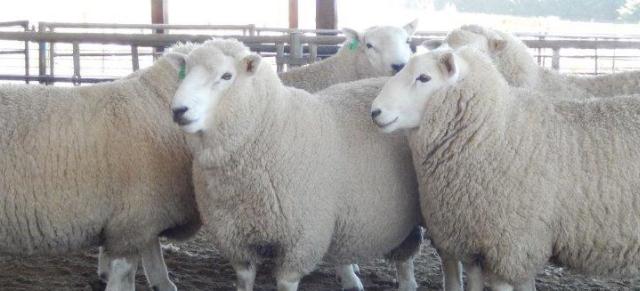 rams rams