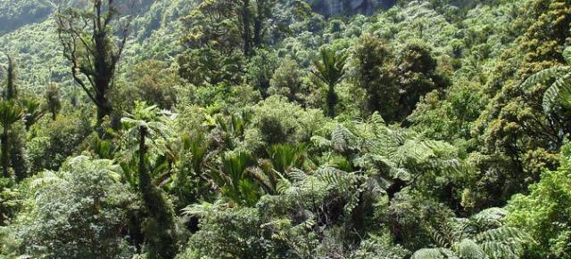 biodiversity image of native trees by river