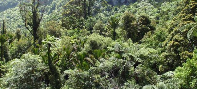 image of native trees by river