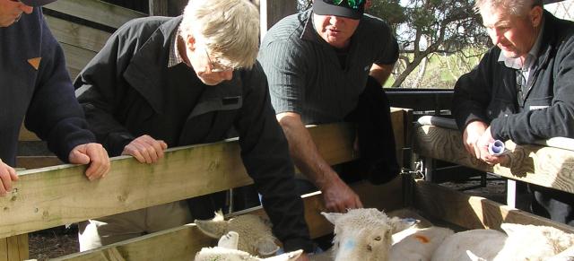 Image of farmers body conditioning scoring ewes