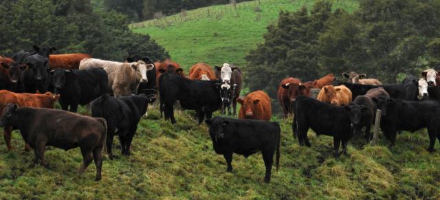 cows and landscape