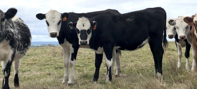 dairy beef cattle image of dairy beef cattle