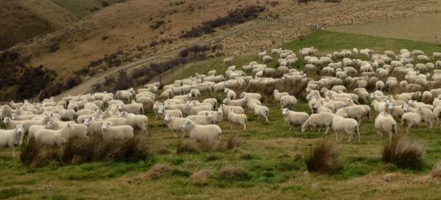 lambing lambs on mountain