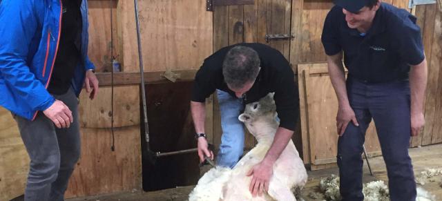 shearing image of shearing sheep