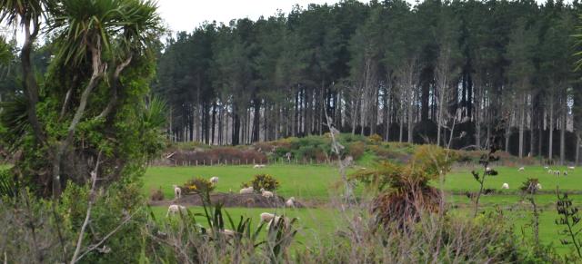 image of mixed plantings on farm and sheep