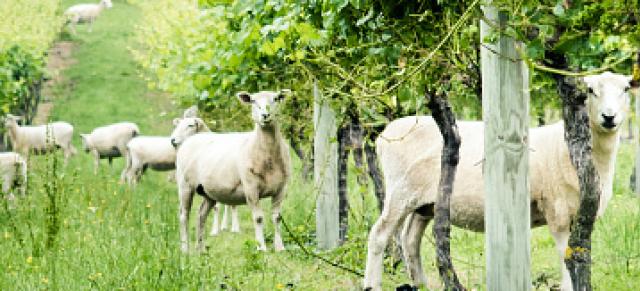 sheep in vinyards