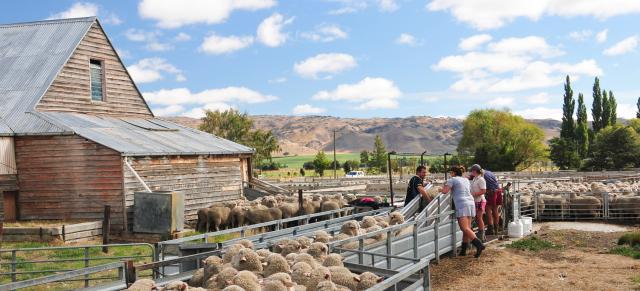 image of sheep in yards image of sheep in yards