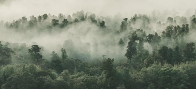 image of forest in mist