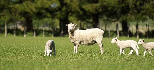 Image of sheep and lambs