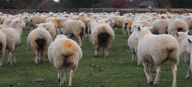 sheep progency sheep progency