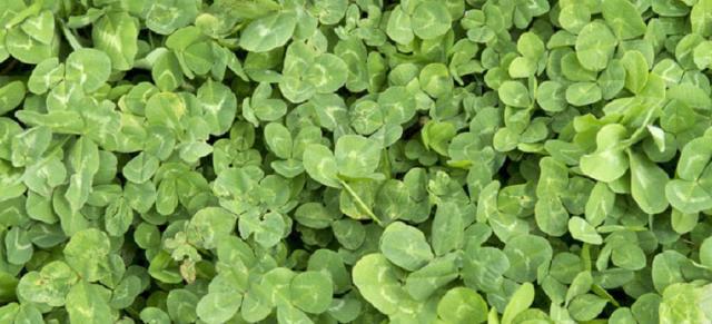 sub clover