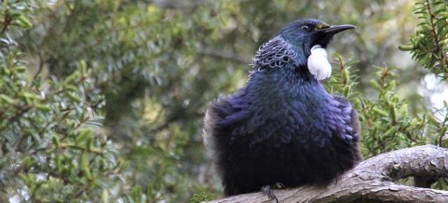 image of tui bird