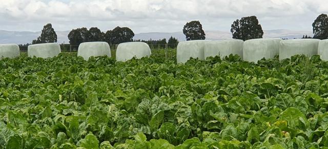 image of winter crops