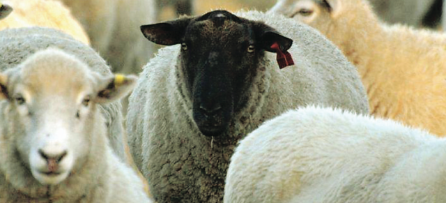 rams image of rams
