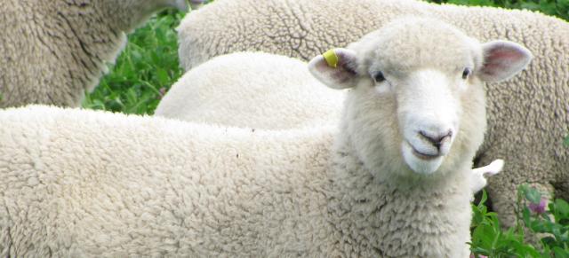 sheep in clover sheep in clover