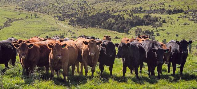 Cattle Cattle