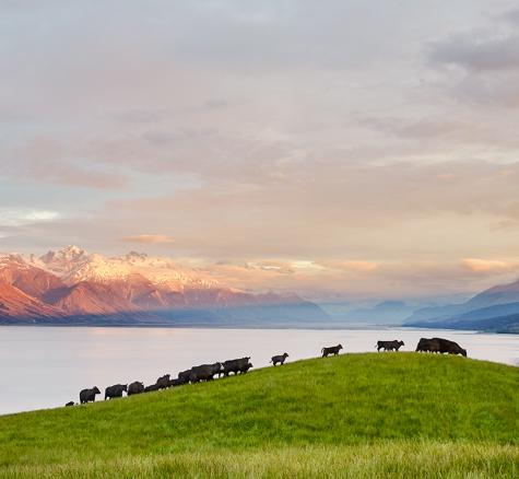 Cattle on a hill