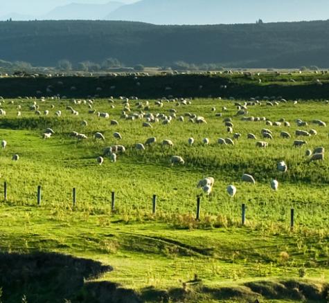 sheep in a paddock