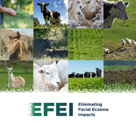 EFEI banner featuring images of sheep and cattle