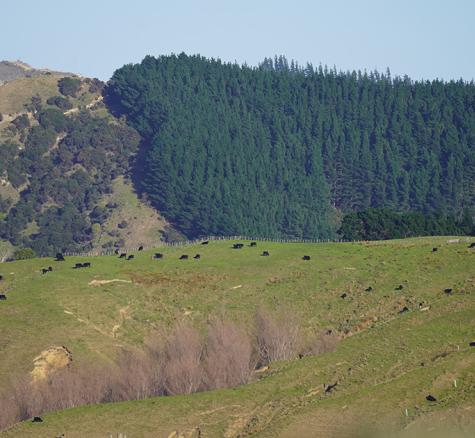 image of pine tree plantation on Castlepoint farm