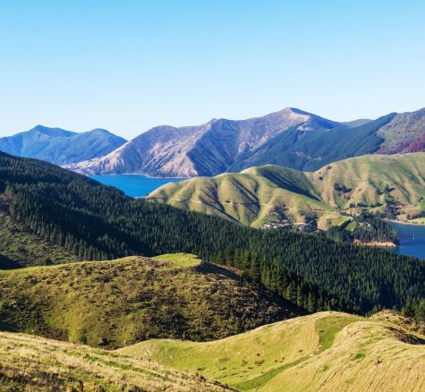 bird's eye view of farm, pine trees and bright blue sea