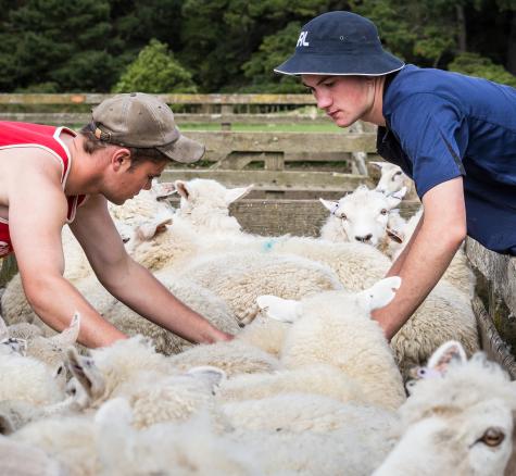 image of smedley cadets in the sheep yard
