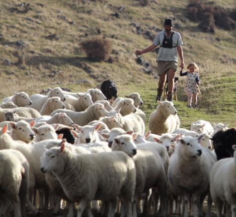 man with girl herding sheep