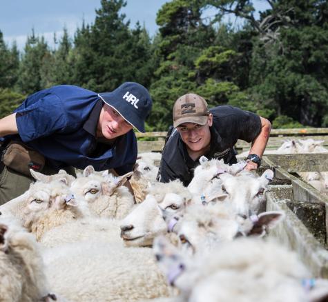 image of cadets working in sheep yard