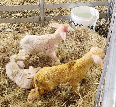image of newborn lambs indoors