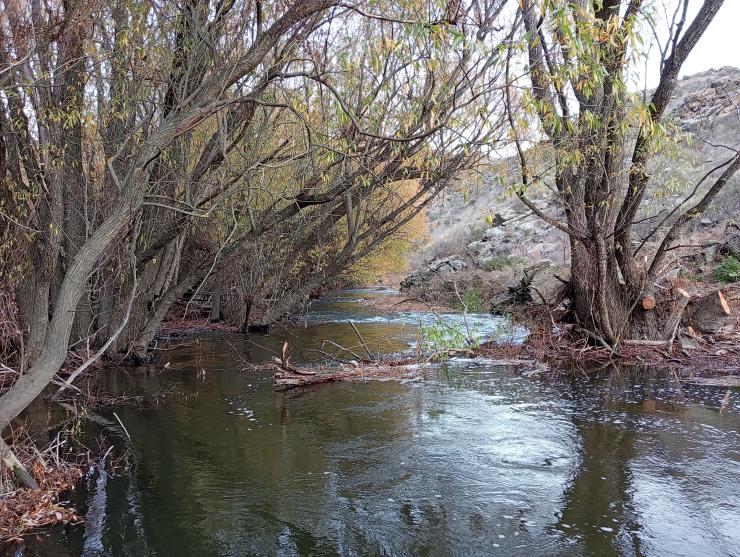 Image of lake and trees