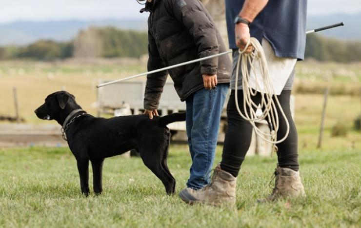Shepherd field day