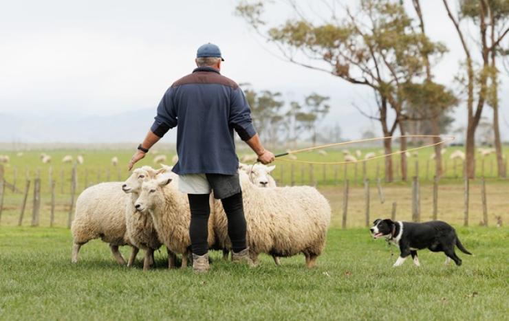 Shepherd field day
