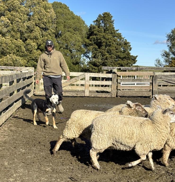 young shepherd