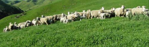 ewes-lambs-grazing-