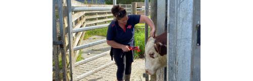 image of female farmers tagging cow