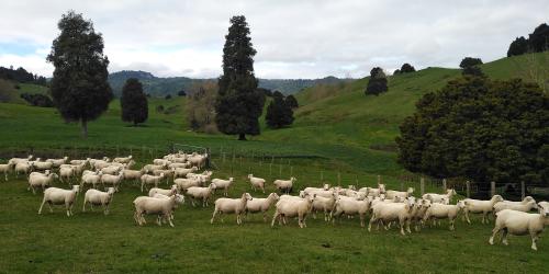 image of great condition ewes