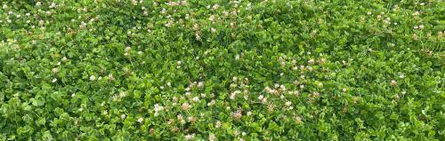 image of puawhaa sub clover