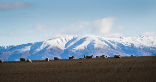 image of herd infront of snowy mountain
