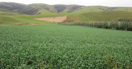 image of catch crops in field