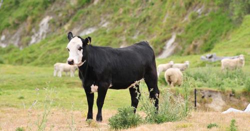 image of dairy cow infront of sheep 