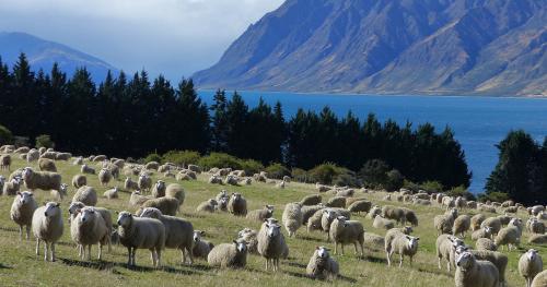 image of sheep infront of pine trees and mountains