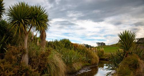image of NZ wetlands on farm