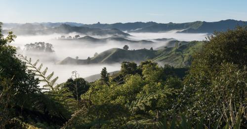 image of NZ farm in mist