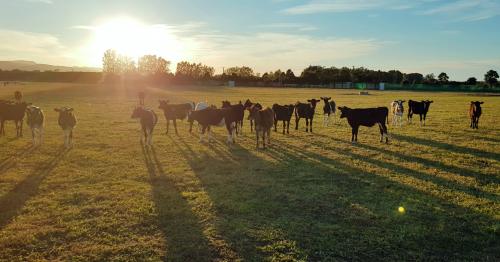 image of cows at sunset