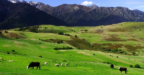 image of cattle and sheep