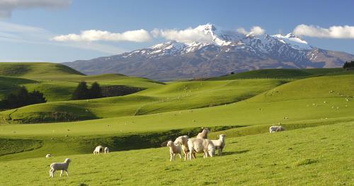 image of sheep and lambs in front of snowy mountain