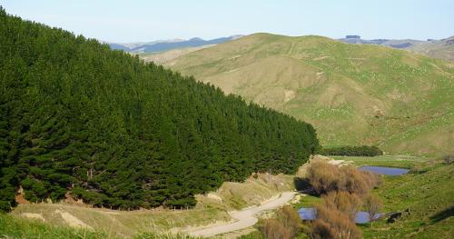 image of pine trees on farm