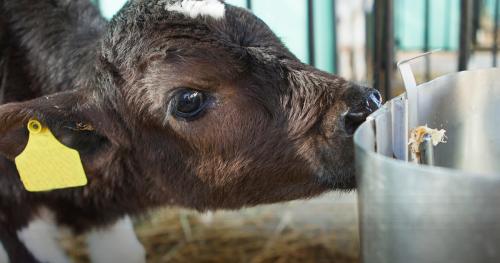 image of dairy beef calf drinking 