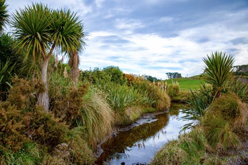 image of nz native trees and plantings next to stream running through farm