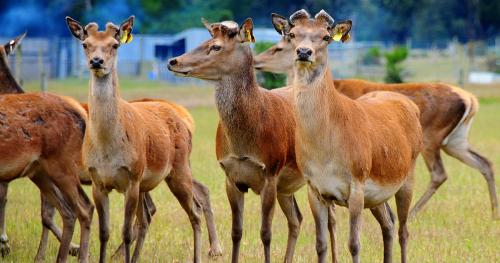 image of deer on farm